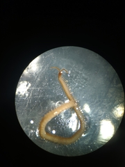 Geophilus electricus