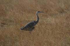 Ardea cinerea