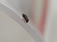 Carpophilus marginellus