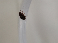 Carpophilus marginellus