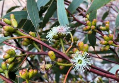 Eucalyptus phenax