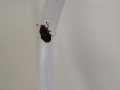 Carpophilus marginellus