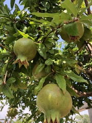 Punica granatum