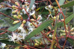 Eucalyptus calycogona