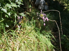 Allium carinatum