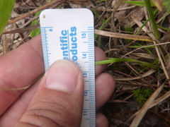 Rhynchospora globularis