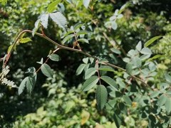 Rosa glauca