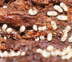 Ponerinae