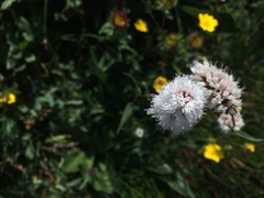 Bistorta bistortoides