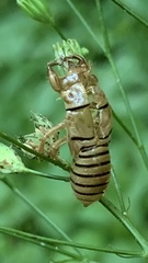 Cicadetta