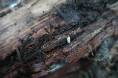 Carychium
