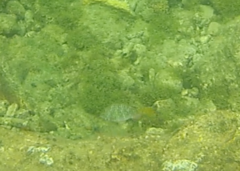 Sparisoma rubripinne