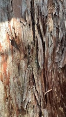 Podocarpus laetus
