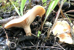 Singerocybe