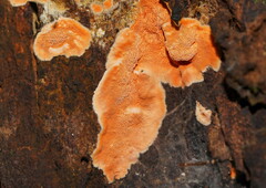 Gloeoporellus merulinus