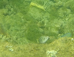 Sparisoma rubripinne