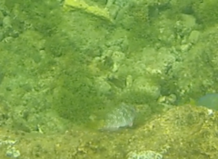 Sparisoma rubripinne