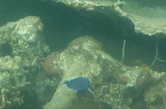 Acanthurus coeruleus
