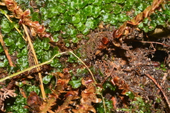 Polystichum prionolepis