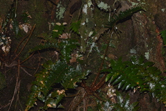 Polystichum prionolepis