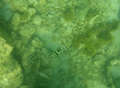 Chaetodon striatus