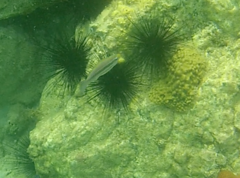 Scarus iseri