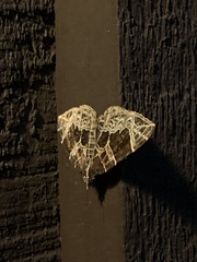 Gandaritis atricolorata