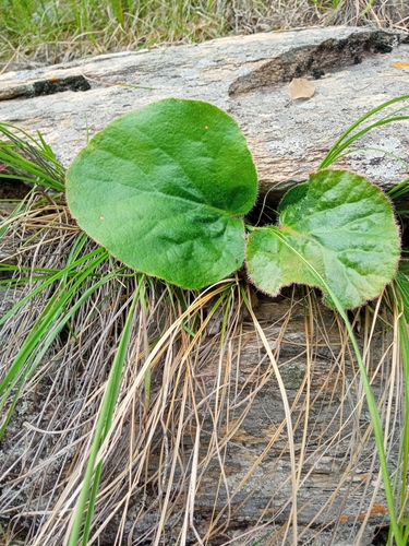 Bergenia ciliata (Bergenia ciliata)