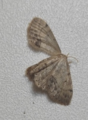 Idaea dimidiata
