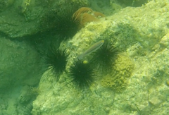 Scarus iseri