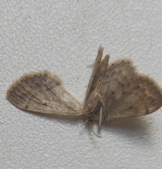 Idaea dimidiata