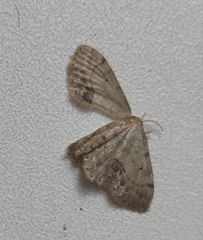 Idaea dimidiata