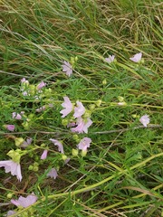 Malva excisa