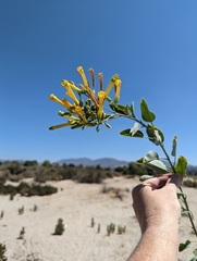Nicotiana glauca
