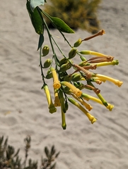 Nicotiana glauca