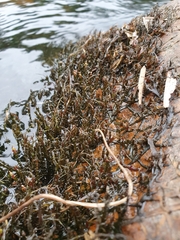 Cladopus queenslandicus