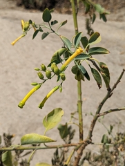 Nicotiana glauca