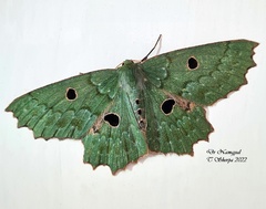 Chlorodontopera discospilata