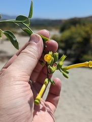 Nicotiana glauca