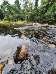Cladopus queenslandicus