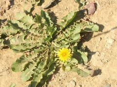 Taraxacum officinale