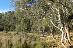 Eucalyptus pauciflora