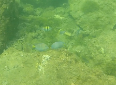 Acanthurus coeruleus