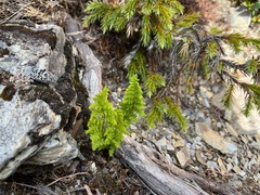 Dryopteris alpestris