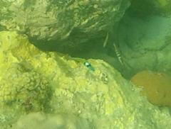 Thalassoma bifasciatum