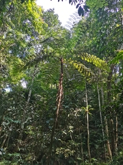 Alsophila spinulosa