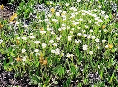 Dryas hookeriana