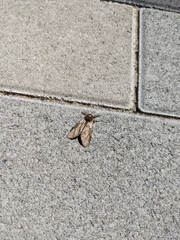 Lepidoptera