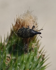 Larinus turbinatus