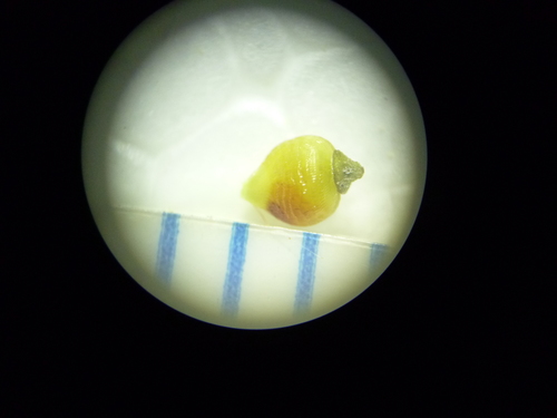 Image of Rhynchospora globularis by no rights reserved
